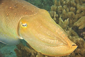 Asia, Indonesia