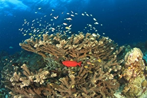 Asia, Indonesia
