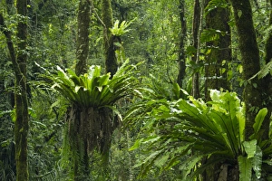 Images Dated 17th March 2014: Asia, Indonesia, Bali. Eka Karya Botanic Garden, also known as Bali Botanic Garden