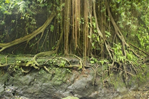 Ubud Prints: Asia, Indonesia, Bali. Indonesia, Ubud. The Ubud Monkey Forest is a nature reserve