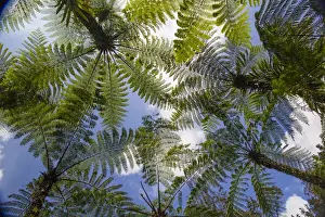 Low Angle Prints: Asia, Indonesia, Bali. Palms reach to the sky at Eka Karya Botanic Garden, also known