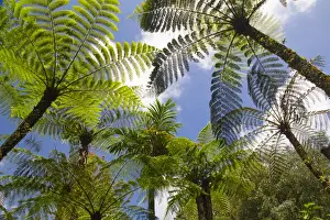 Low Angle Prints: Asia, Indonesia, Bali. Palms reachto the sky at Eka Karya Botanic Garden, also known