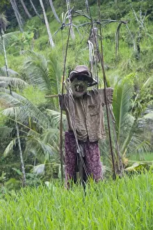Images Dated 14th March 2014: Asia, Indonesia, Bali. Scare Crow wards off intruders near terraced Subak Rice paddies