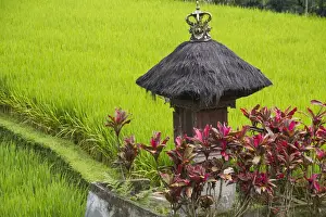 Images Dated 20th March 2014: Asia, Indonesia, Bali. Terraced Subak (irrigation) Rice fields of Bali Island, Indonesia