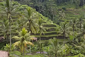 Paddy Prints: Asia, Indonesia, Bali. Terraced Subak (irrigation) Rice paddies of Bali Island, Indonesia