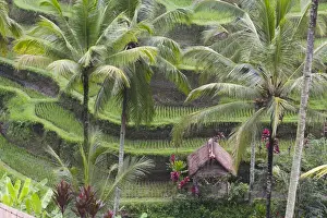 Paddy Prints: Asia, Indonesia, Bali. Village house near terraced Subak(irrigation) Rice paddies of Bali Island