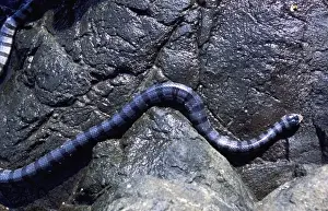 Jay Sturdevant Prints: Asia, Indonesia, Yellow Lipped Sea Krait (Laticauda colubrina)