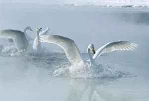 Water Bird Prints: Asia, Japan, Hokkaido, Akan NP, Kussharo Lake, Whopper Swans (Cygnus cygnus)