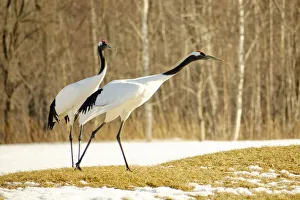 Couple Prints: Asia, Japan, Hokkaido, Kushiro, Akan International Crane Center, red-crowned crane