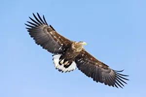 Images Dated 20th September 2020: Asia, Japan, Hokkaido, Kushiro, Akan International Crane Center, white-tailed eagle