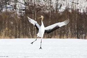 Images Dated 20th September 2020: Asia, Japan, Hokkaido, Kushiro, Akan International Crane Center, red-crowned crane