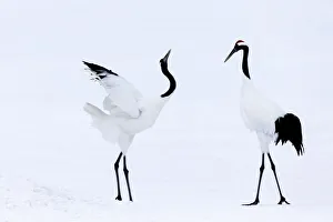 Asia, Japan, Hokkaido, Kushiro, Akan International Crane Center, red-crowned crane