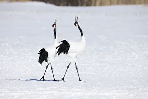 Images Dated 2019 October: Asia, Japan, Hokkaido, Kushiro, Akan International Crane Center, red-crowned crane