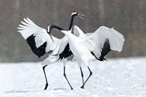Images Dated 20th September 2020: Asia, Japan, Hokkaido, Kushiro, Akan International Crane Center, red-crowned crane