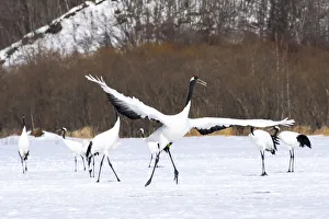 Sanctuary Prints: Asia, Japan, Hokkaido, Kushiro, Tsuri-Ito Rec-crowned Crane Sanctuary