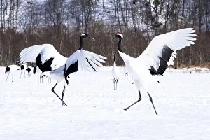 Images Dated 20th September 2020: Asia, Japan, Hokkaido, Kushiro, Tsuri-Ito Rec-crowned Crane Sanctuary, Tancho Sanctuary