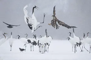 Images Dated 2019 October: Asia, Japan, Hokkaido, Kushiro, Akan International Crane Center, red-crowned crane