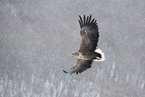 Images Dated 20th September 2020: Asia, Japan, Hokkaido, Kushiro, Akan International Crane Center, white-tailed eagle