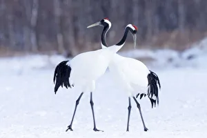 Asia, Japan, Hokkaido, Kushiro, Akan International Crane Center, red-crowned crane