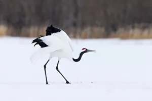 Asia, Japan, Hokkaido, Kushiro, Akan International Crane Center, red-crowned crane