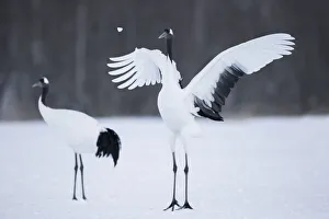 Images Dated 2019 October: Asia, Japan, Hokkaido, Kushiro, Akan International Crane Center, red-crowned crane