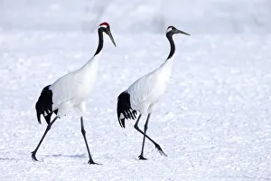 Images Dated 2019 October: Asia, Japan, Hokkaido, Kushiro, Akan International Crane Center, red-crowned crane