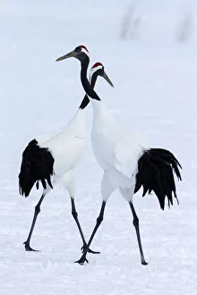 Images Dated 20th September 2020: Asia, Japan, Hokkaido, Kushiro, Akan International Crane Center, red-crowned crane