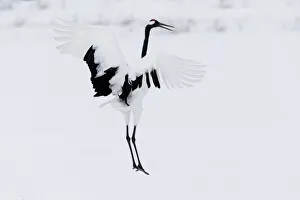 Asia, Japan, Hokkaido, Kushiro, Akan International Crane Center, red-crowned crane