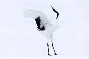 Images Dated 20th September 2020: Asia, Japan, Hokkaido, Kushiro, Akan International Crane Center, red-crowned crane