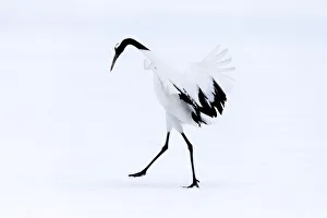 Asia, Japan, Hokkaido, Kushiro, Akan International Crane Center, red-crowned crane