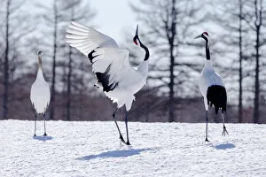 Images Dated 20th September 2020: Asia, Japan, Hokkaido, Kushiro, Tsuri-Ito Red-crowned Crane Sanctuary, red-crowned crane