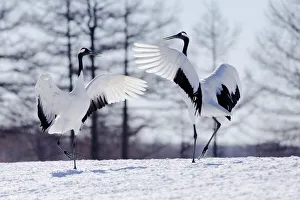 Asia, Japan, Hokkaido, Kushiro, Tsuri-Ito Red-crowned Crane Sanctuary, red-crowned crane
