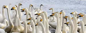 Images Dated 25th February 2016: Asia, Japan, Hokkaido, Lake Kussharo, Flock of Whooper Swans