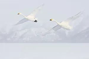 Images Dated 26th February 2016: Asia, Japan, Hokkaido, Lake Kussharo, Two Whooper Swans Flying