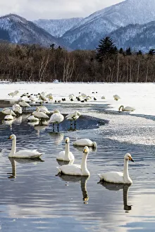 Swan Prints: Asia, Japan, Hokkaido, Lake Kussharo, Whooper Swans Swimming in the Lake