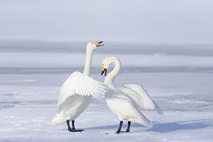 Images Dated 2019 October: Asia, Japan, Hokkaido, Lake Kussharo, whooper swan, Cygnus cygnus