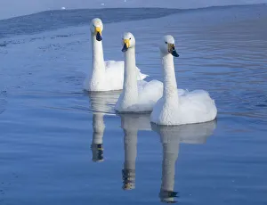 Images Dated 20th September 2020: Asia, Japan, Hokkaido, Lake Kussharo, whooper swan, Cygnus cygnus