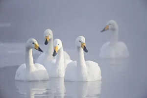 Images Dated 2019 October: Asia, Japan, Hokkaido, Lake Kussharo, whooper swan, Cygnus cygnus
