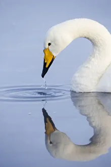 Images Dated 2019 October: Asia, Japan, Hokkaido, Lake Kussharo, whooper swan, Cygnus cygnus