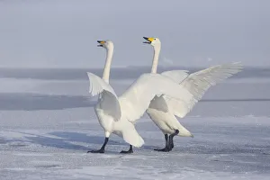 Images Dated 2019 October: Asia, Japan, Hokkaido, Lake Kussharo, whooper swan, Cygnus cygnus