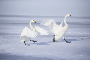 Images Dated 2019 October: Asia, Japan, Hokkaido, Lake Kussharo, whooper swan, Cygnus cygnus