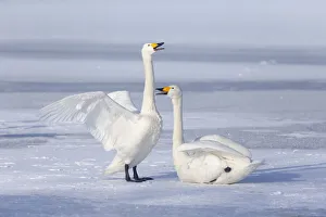 Images Dated 2019 October: Asia, Japan, Hokkaido, Lake Kussharo, whooper swan, Cygnus cygnus