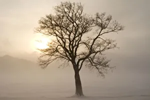 Images Dated 20th September 2020: Asia, Japan, Hokkaido, Lake Kussharo. A tree stands silhouetted by the rising sun