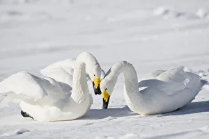 Asia, Japan, Hokkaido, Lake Kussharo, whooper swan, Cygnus cygnus