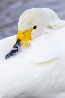 Images Dated 20th September 2020: Asia, Japan, Hokkaido, Lake Kussharo, whooper swan, Cygnus cygnus