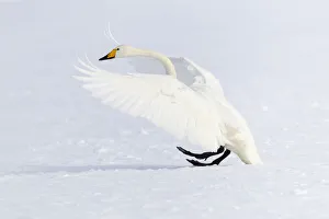 Asia, Japan, Hokkaido, Lake Kussharo, whooper swan, Cygnus cygnus