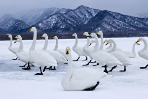 Images Dated 20th September 2020: Asia, Japan, Hokkaido, Lake Kussharo, whooper swan, Cygnus cygnus