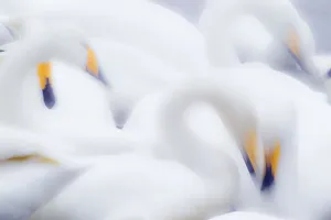 Images Dated 20th September 2020: Asia, Japan, Hokkaido, Lake Kussharo, whooper swan, Cygnus cygnus