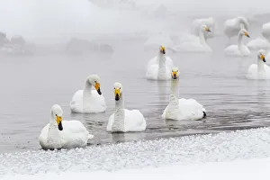 Images Dated 20th September 2020: Asia, Japan, Hokkaido, Lake Kussharo, whooper swan, Cygnus cygnus