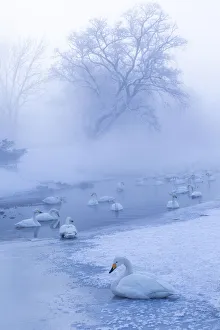 Asia, Japan, Hokkaido, Lake Kussharo, whooper swan, Cygnus cygnus